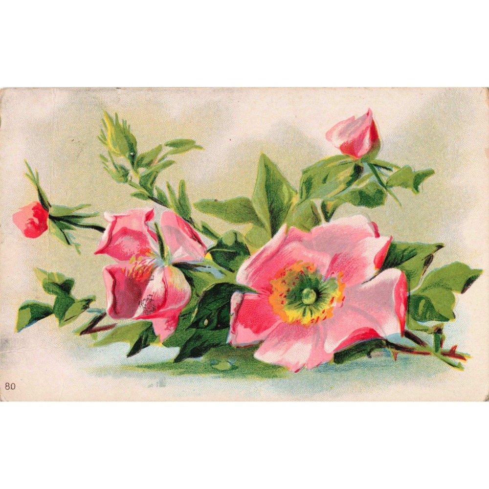 Vintage Embossed Pink Wild Rose Postcard Divided Back Floral Greeting Card - Picture 1 of 2